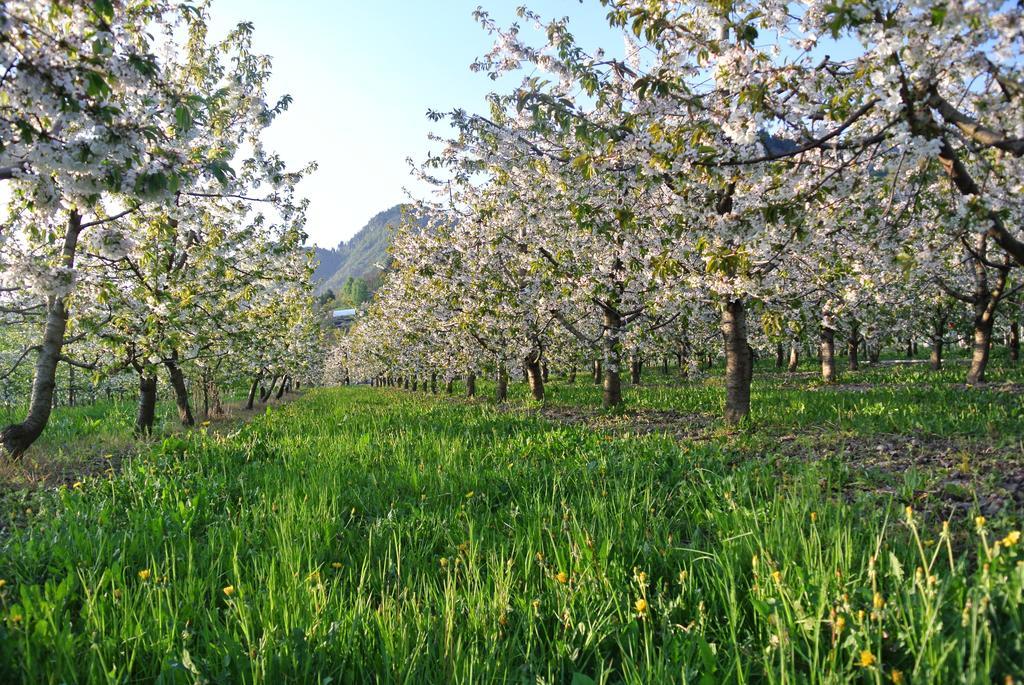 Agriturismo Bortolotti Villa Pergine Valsugana Buitenkant foto